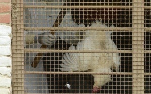 Thêm một ca tử vong vì nhiễm virus cúm gia cầm